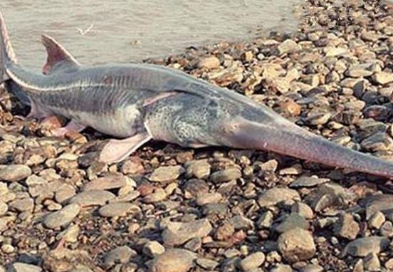 世界十大攻擊力最強的淡水魚,白鱘被稱為水中大熊貓、亞馬遜鲇魚很兇猛