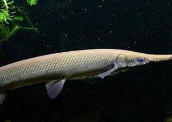 世界十大攻擊力最強的淡水魚,白鱘被稱為水中大熊貓、亞馬遜鲇魚很兇猛