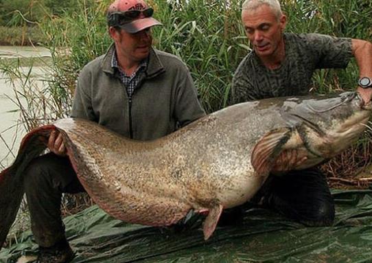 世界十大攻擊力最強的淡水魚,白鱘被稱為水中大熊貓、亞馬遜鲇魚很兇猛