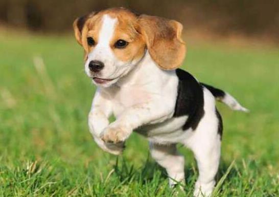 世界十大最好的狩獵犬,俄羅斯獵狼犬、阿富汗獵犬狩獵能力都很好