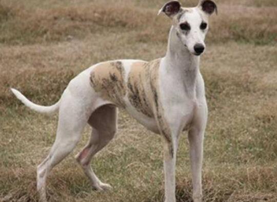 世界十大最好的狩獵犬,俄羅斯獵狼犬、阿富汗獵犬狩獵能力都很好