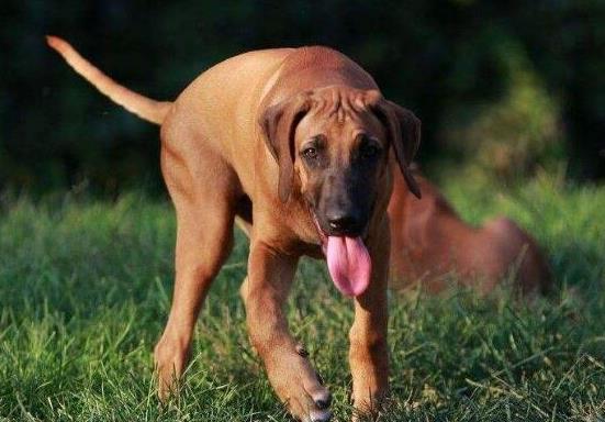 世界十大最好的狩獵犬,俄羅斯獵狼犬、阿富汗獵犬狩獵能力都很好