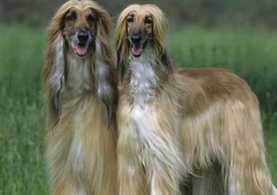 世界十大最好的狩獵犬,俄羅斯獵狼犬、阿富汗獵犬狩獵能力都很好