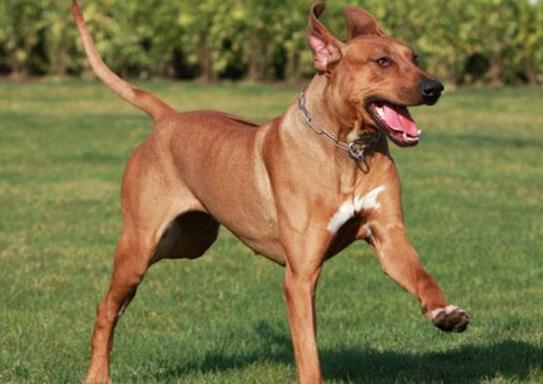 世界十大最好的狩獵犬,俄羅斯獵狼犬、阿富汗獵犬狩獵能力都很好