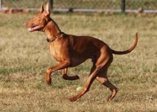 世界十大最好的狩獵犬,俄羅斯獵狼犬、阿富汗獵犬狩獵能力都很好