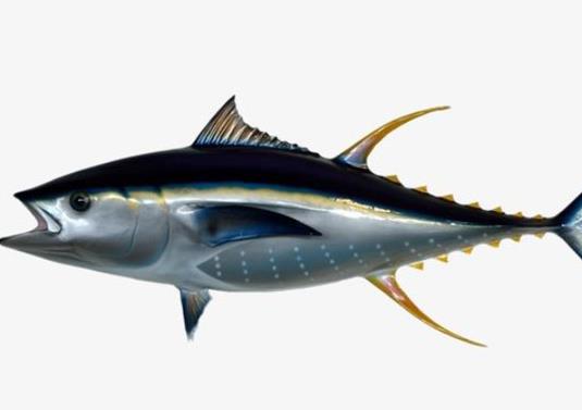 廣東十大河鮮排行榜,鮑魚蛋白質含量高、象拔蚌肉質鮮美