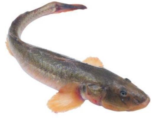 廣東十大河鮮排行榜,鮑魚蛋白質含量高、象拔蚌肉質鮮美