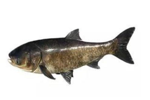 廣東十大河鮮排行榜,鮑魚蛋白質含量高、象拔蚌肉質鮮美