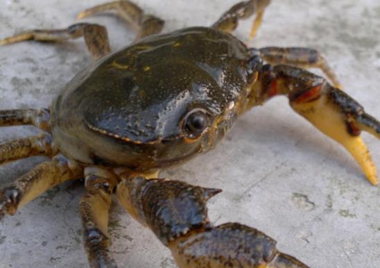 廣東十大河鮮排行榜,鮑魚蛋白質含量高、象拔蚌肉質鮮美