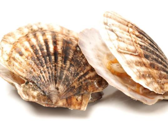 廣東十大河鮮排行榜,鮑魚蛋白質含量高、象拔蚌肉質鮮美