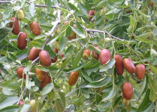 中國十大名棗品種排名,稷山板棗藥用價值高、和田棗能養血安神