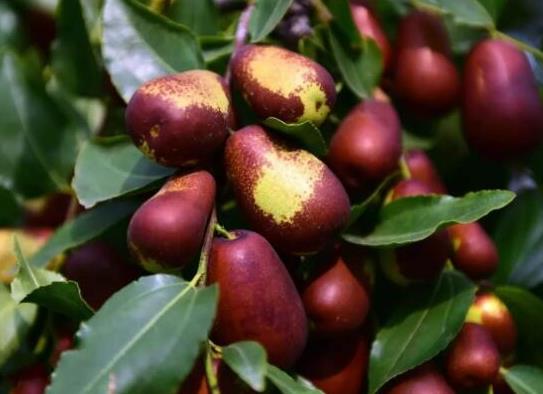 中國十大名棗品種排名,稷山板棗藥用價值高、和田棗能養血安神