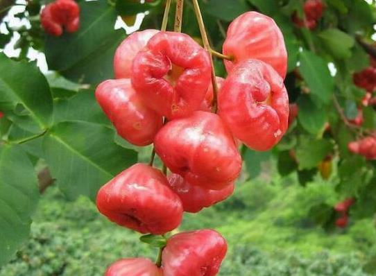 十大形狀最奇葩的水果,蓮霧被譽為“水果皇帝”、荔枝果又稱為阿基果