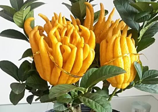 十大形狀最奇葩的水果,蓮霧被譽為“水果皇帝”、荔枝果又稱為阿基果