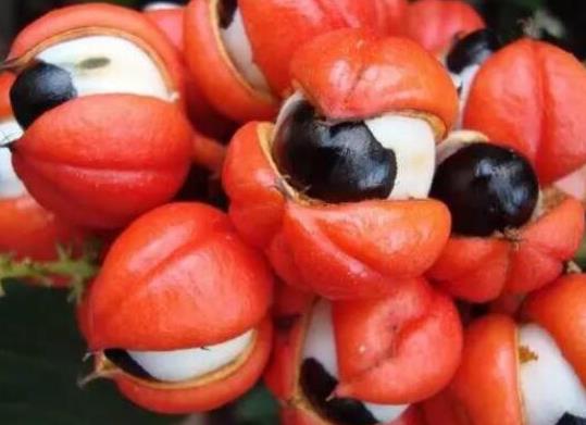 十大形狀最奇葩的水果,蓮霧被譽為“水果皇帝”、荔枝果又稱為阿基果