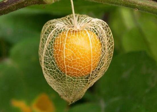 十大形狀最奇葩的水果,蓮霧被譽為“水果皇帝”、荔枝果又稱為阿基果