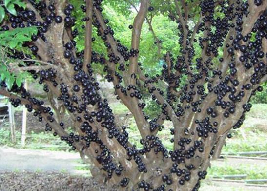 十大形狀最奇葩的水果,蓮霧被譽為“水果皇帝”、荔枝果又稱為阿基果