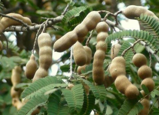 十大形狀最奇葩的水果,蓮霧被譽為“水果皇帝”、荔枝果又稱為阿基果