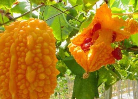 十大形狀最奇葩的水果,蓮霧被譽為“水果皇帝”、荔枝果又稱為阿基果