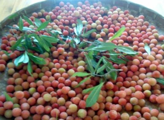 世界最酸的十大水果排名,酸葡萄可以制成蜜餞、青梅非常酸