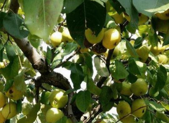 世界最酸的十大水果排名,酸葡萄可以制成蜜餞、青梅非常酸