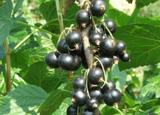 世界最酸的十大水果排名,酸葡萄可以制成蜜餞、青梅非常酸