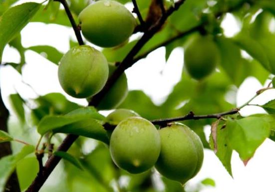 世界最酸的十大水果排名,酸葡萄可以制成蜜餞、青梅非常酸