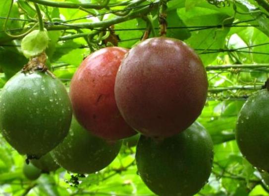 世界最酸的十大水果排名,酸葡萄可以制成蜜餞、青梅非常酸
