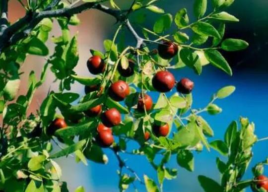 世界最酸的十大水果排名,酸葡萄可以制成蜜餞、青梅非常酸