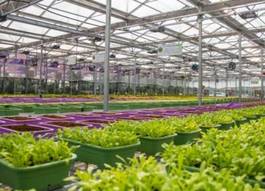 中國十大蔬菜種植基地,壽光是中國蔬菜之鄉、張北縣年產量高