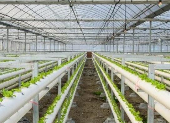 中國十大蔬菜種植基地,壽光是中國蔬菜之鄉、張北縣年產量高