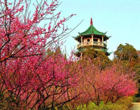 十大無錫園林排名,寄暢園是無錫唯一明代古典園林、榮氏梅園就是梅園