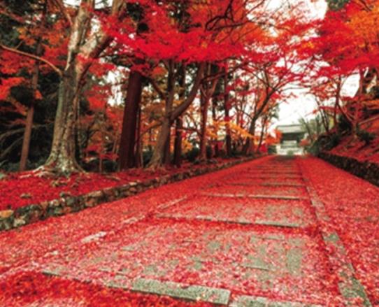 南京十大適合拍照的地方,夫子廟秦淮風光帶有意境、玄武湖十分浪漫