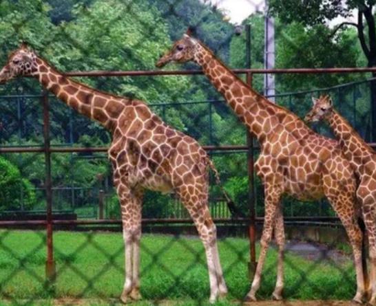 南京十大最好玩的景點,紅山森林動物園、南京科技館很受游客歡迎