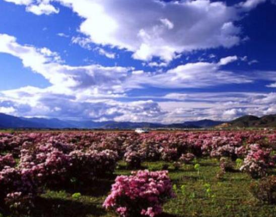 中國十大最美森林排行榜,輪臺縣塔里木胡楊林公園崇高又圣潔