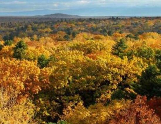 中國十大最美森林排行榜,輪臺縣塔里木胡楊林公園崇高又圣潔