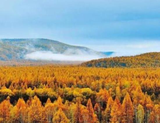 中國十大最美森林排行榜,輪臺縣塔里木胡楊林公園崇高又圣潔