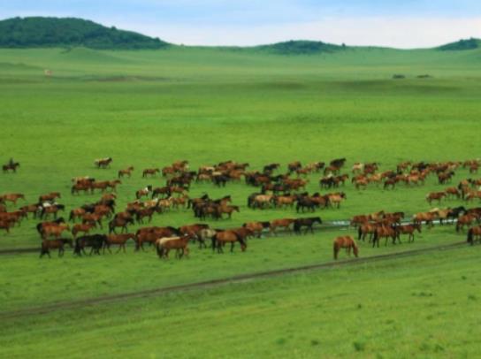 中國十大最美草原排行榜,伊犁草原、呼倫貝爾草原四季風光景色宜人