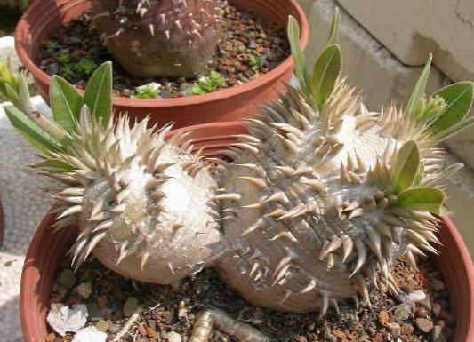 十大名貴多肉植物排行榜,霓虹燈玉露晶瑩剔透、玉扇對環境要求高