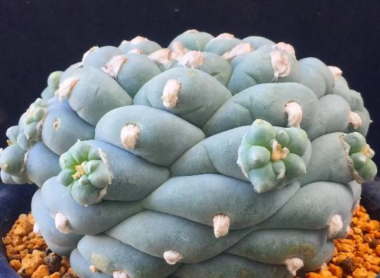 十大名貴多肉植物排行榜,霓虹燈玉露晶瑩剔透、玉扇對環境要求高