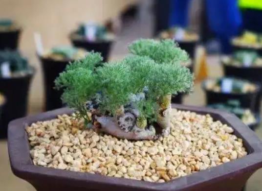 十大名貴多肉植物排行榜,霓虹燈玉露晶瑩剔透、玉扇對環境要求高