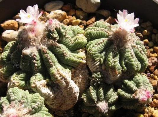 十大名貴多肉植物排行榜,霓虹燈玉露晶瑩剔透、玉扇對環境要求高