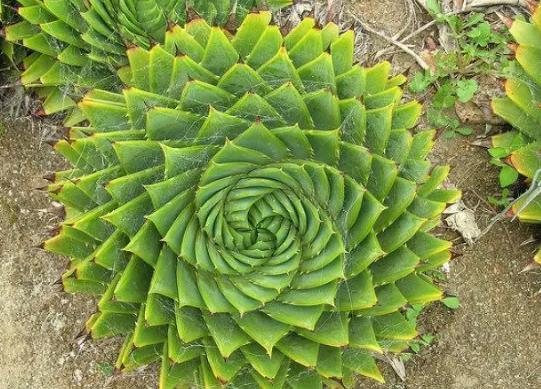 十大名貴多肉植物排行榜,霓虹燈玉露晶瑩剔透、玉扇對環境要求高