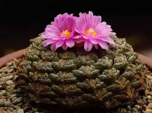 十大名貴多肉植物排行榜,霓虹燈玉露晶瑩剔透、玉扇對環境要求高