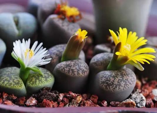 十大名貴多肉植物排行榜,霓虹燈玉露晶瑩剔透、玉扇對環境要求高