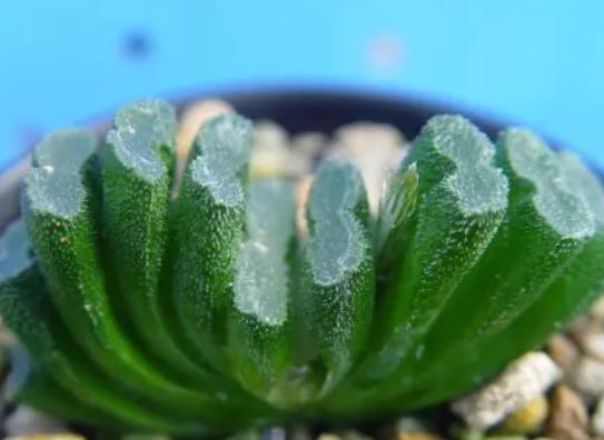 十大名貴多肉植物排行榜,霓虹燈玉露晶瑩剔透、玉扇對環境要求高