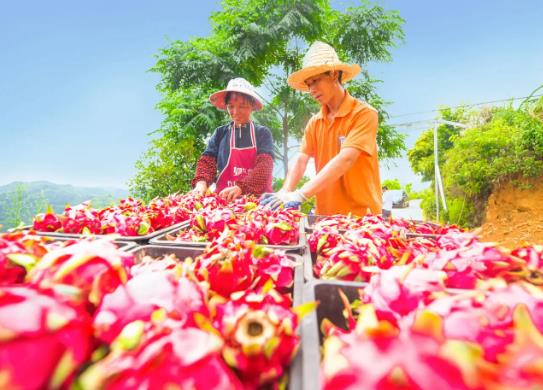 貴州十大特產排行榜,貴州茅臺酒酒香醇厚、都勻毛尖茶味道鮮濃