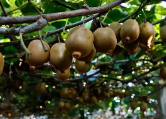 貴州十大特產排行榜,貴州茅臺酒酒香醇厚、都勻毛尖茶味道鮮濃