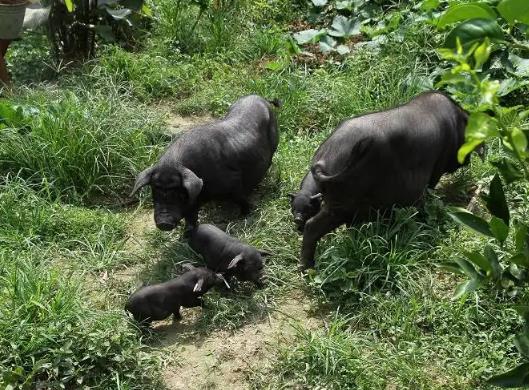 貴州十大特產排行榜,貴州茅臺酒酒香醇厚、都勻毛尖茶味道鮮濃