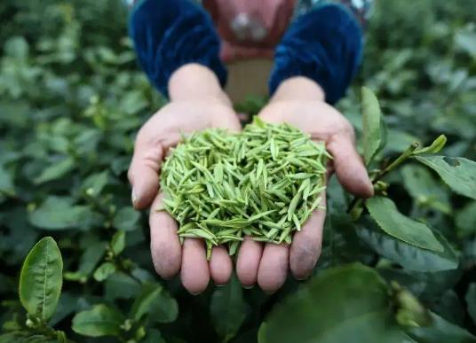 貴州十大特產排行榜,貴州茅臺酒酒香醇厚、都勻毛尖茶味道鮮濃